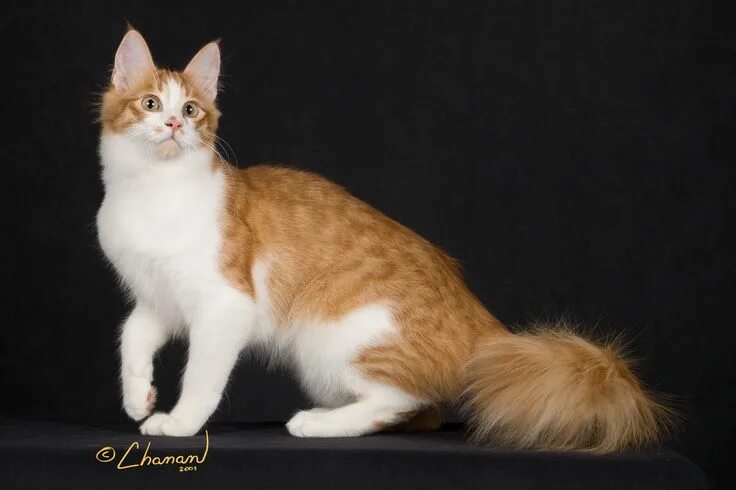 Кот турецкой породы фото Breed Profile: The Turkish Angora Angora cats, Turkish angora cat, Turkish van c
