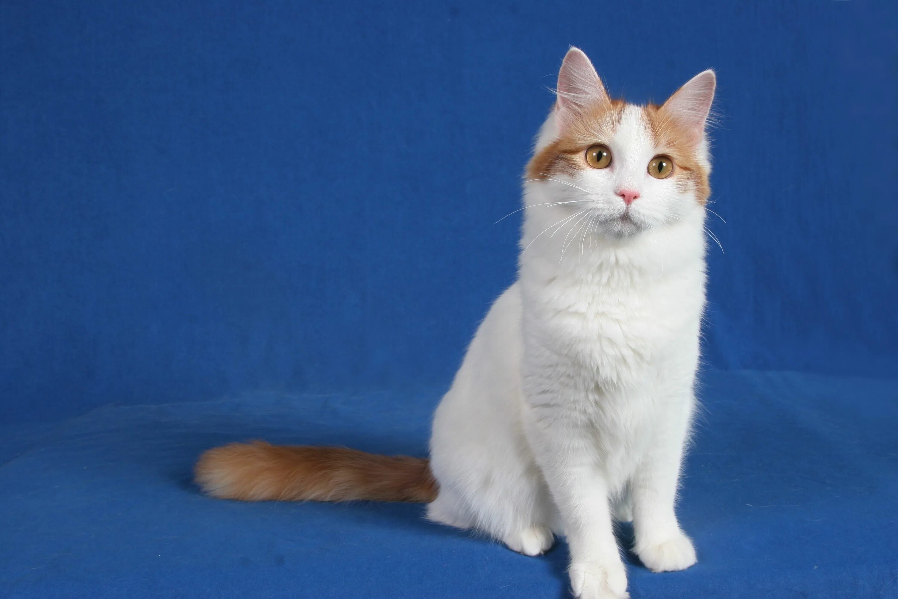 Кот турецкой породы фото Turkish Van Cat Turkish van, Turkish van cats, Cute cats
