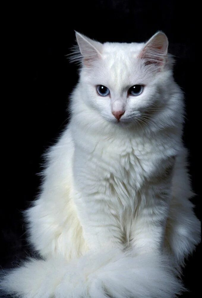 Кот турецкой породы фото Turkish Angora Cat Breed Information & Characteristics Angora cats, Turkish ango