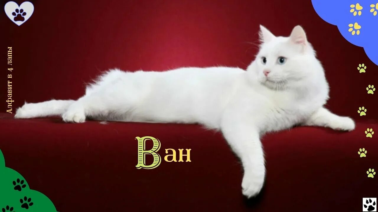 Кот турецкой породы фото Алфавит в 4 лапы/В: Ван/Порода кошек которая не боится воды/История породы/ хара