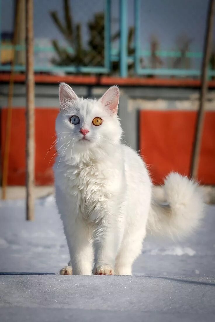 Кот турецкой породы фото Pin by Brigitte's Beauty Care Canada on Brigitte's Animals I love Cute cats, kit