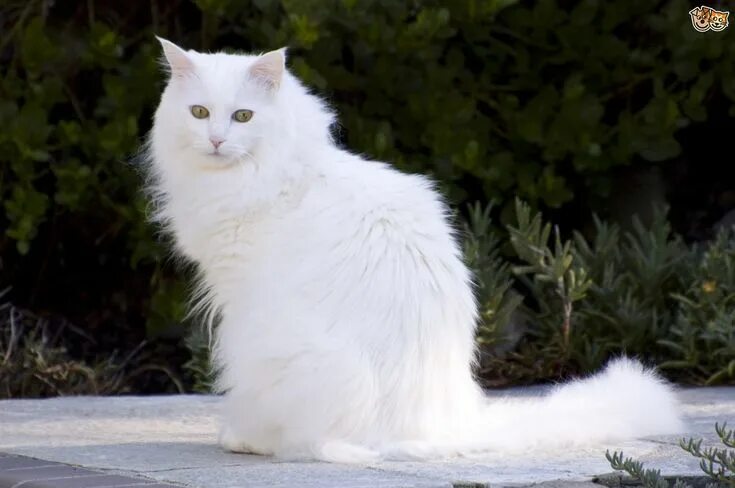 Кот турецкой породы фото Turkish Angora Cat Breed Facts, Highlights & Buying Advice Pets4Homes Turkish an
