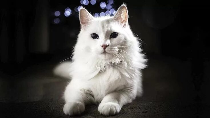 Кот турецкой породы фото 6 Of The Oldest Cat Breeds Still In Existence Angora cats, Turkish angora cat, C
