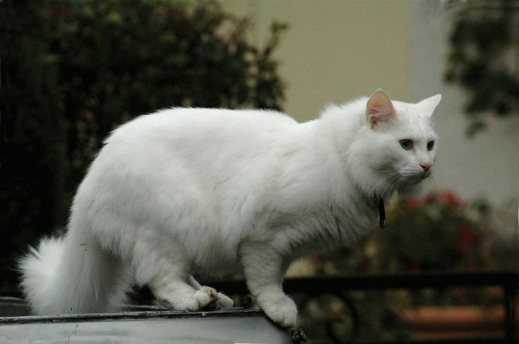 Кот турецкой породы фото Пин на доске Cats, Cats, Kittens.