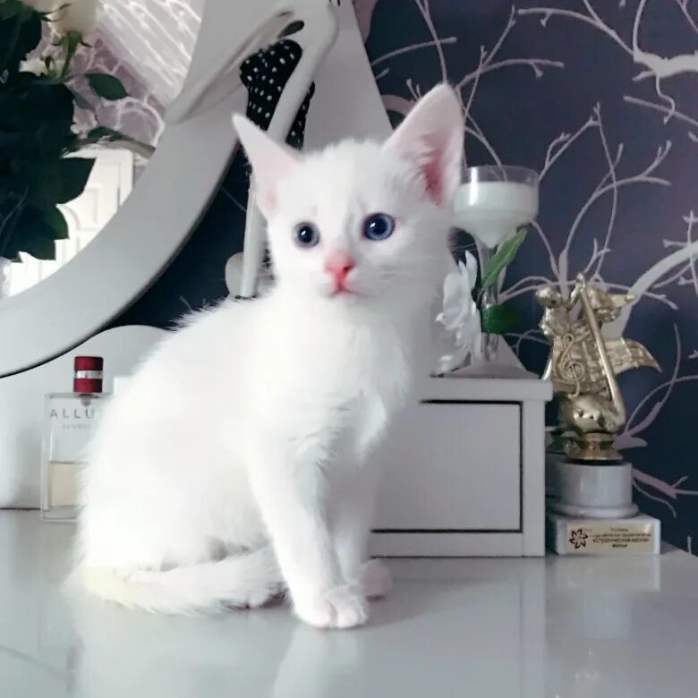 Кот турецкой породы фото Котенок турецкой Ангоры - купить в Котельниках, цена 10 руб., продано 24 ноября 