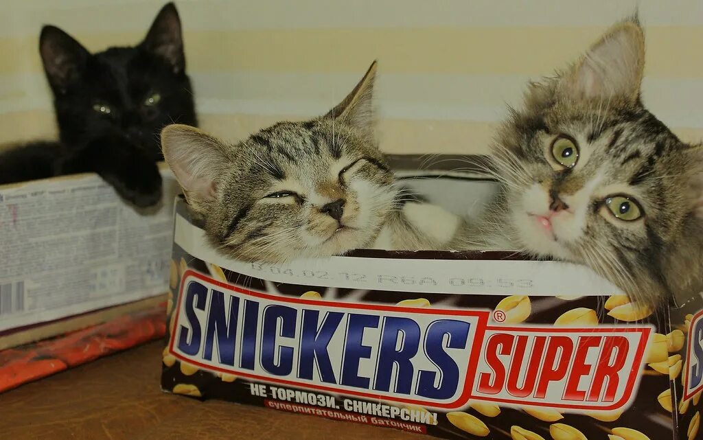Кот твикс фото super snickers and cats) malinajane Flickr
