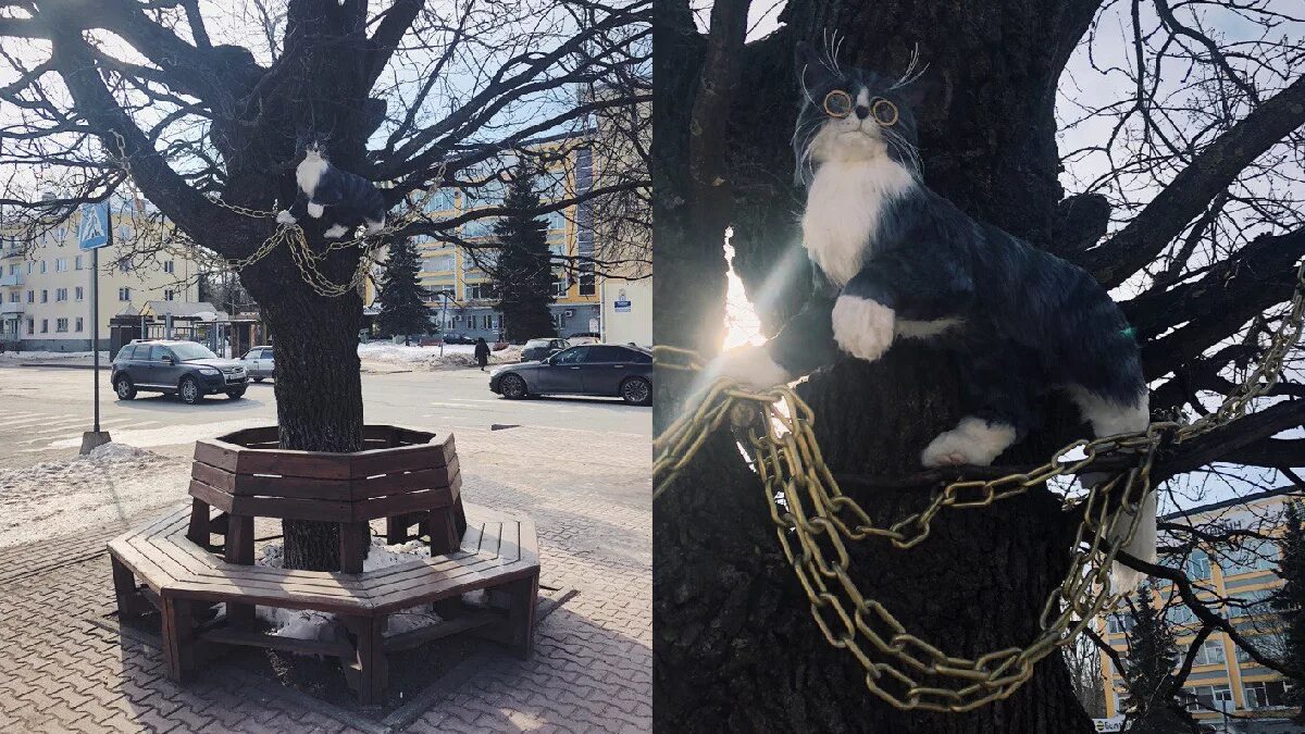 Кот ученый фото По цепи вокруг дуба на Сенной площади ходит учёный кот - GPVN.RU