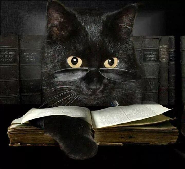 Кот ученый фото Pin by Vickie Lynn Wilken on Animals Cats, Black cat, Crazy cats