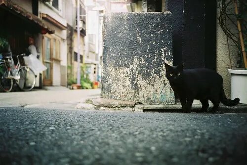 Кот ул дзержинского 189 фото Black LC-A+ Fujicolor 100 35mm Shoji Kawabata. a.k.a. strange_ojisan Flickr
