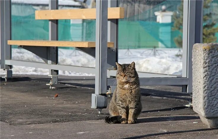 Кот ул дзержинского 189 фото waiting for the bus Кот