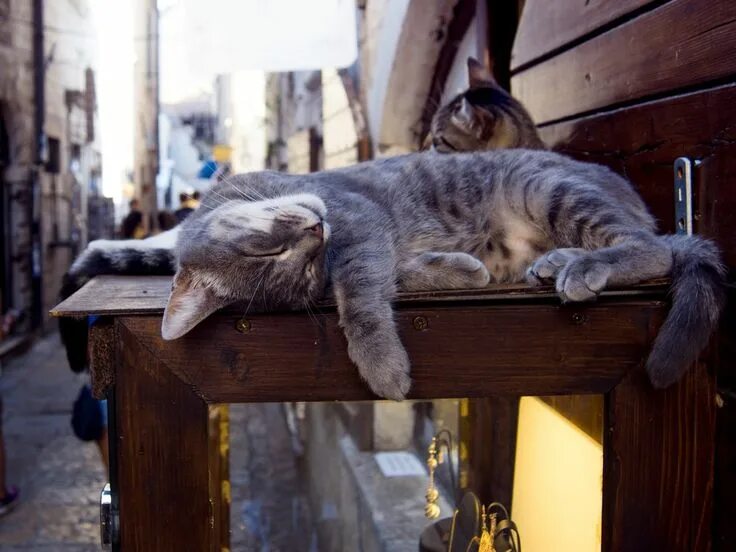 Кот ул дзержинского 189 фото The Bizarre History of Kotor's Fascination... Cats, Cat travel, Teacup cats
