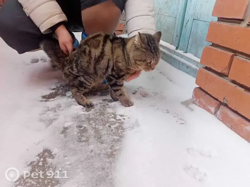 Кот ул дзержинского 189 фото Найден кот, ул. П. Лумумбы, Чебоксары Pet911.ru