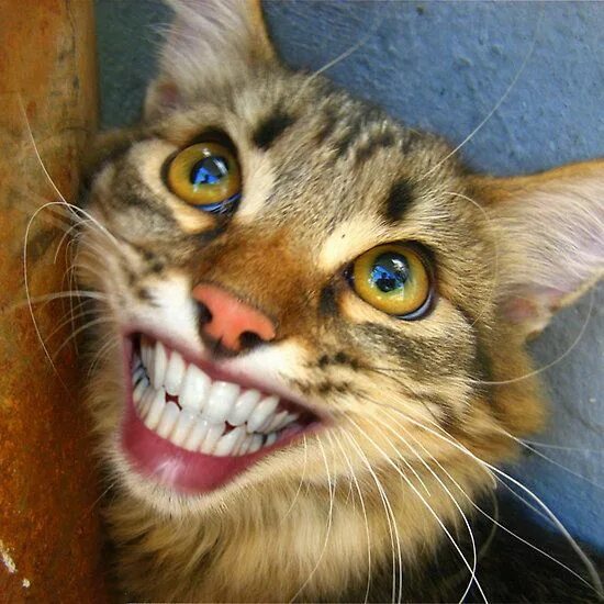 Кот улыбается фото Smiling cat Smiling cat, Cats, Animals beautiful