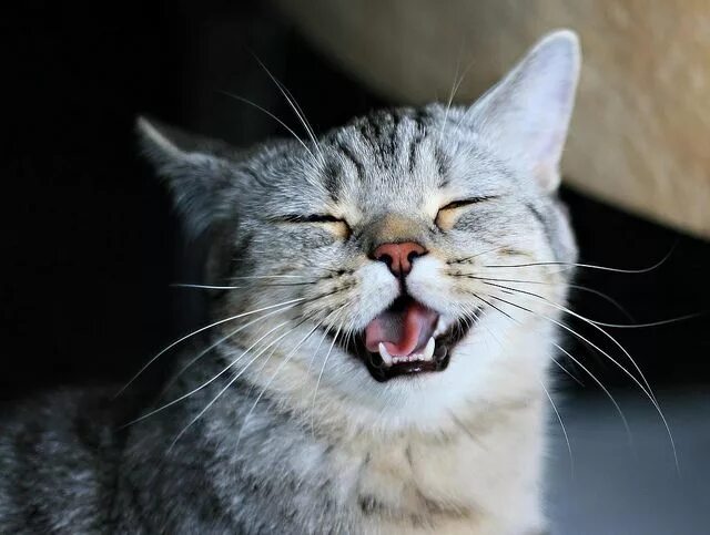 Кот улыбается фото Laughing kitty! Cats, Smiling animals, Laughing cat