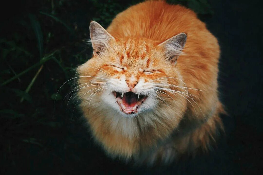 Кот улыбается фото А у нас котики улыбаются Dropi.ru Дзен