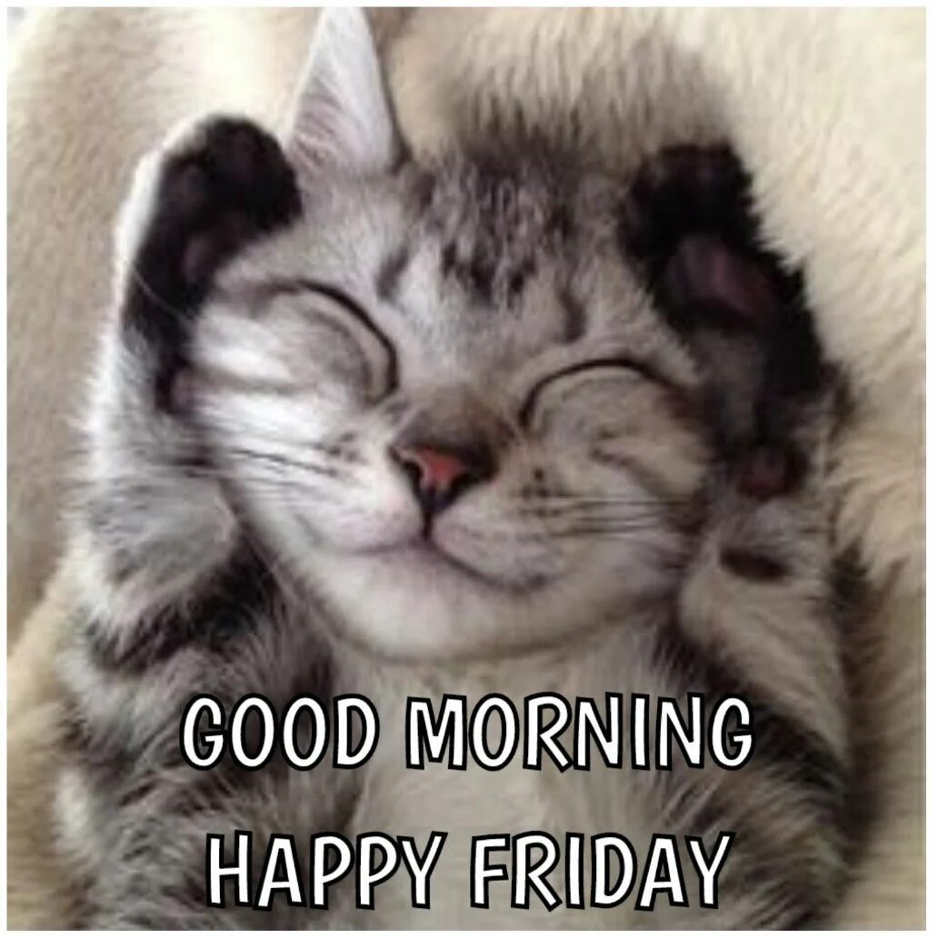 Кот улыбается фото Pin on Imágenes Good morning happy friday, Good morning cat, Good morning funny