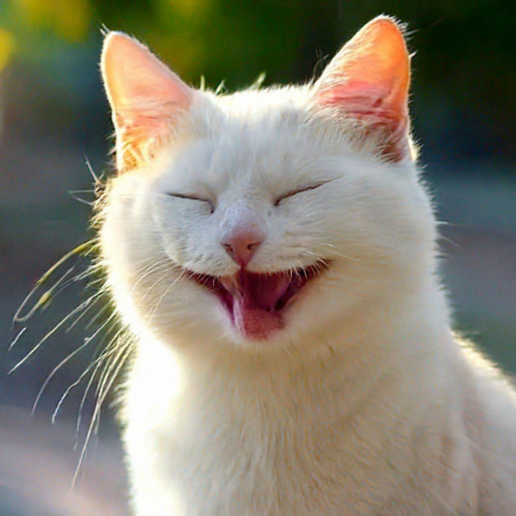 Кот улыбается фото "The cat is smiling, focus on the cat'." - image created in Shedevrum