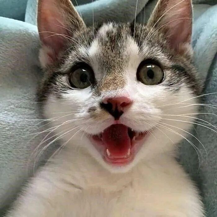 Кот улыбается фото Pictures Of Cats Nothing More Nothing Less Cute cats, Cute cat gif, Cats