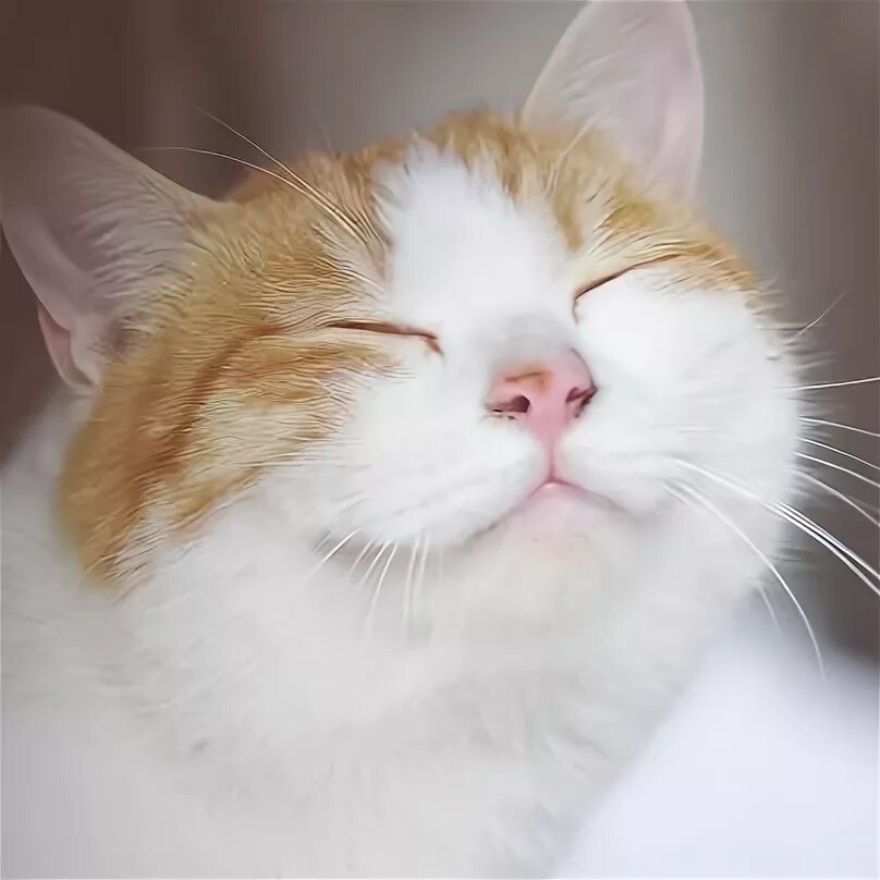 Кот улыбается фото 100 Cats ideas cats, cute cats, cats and kittens