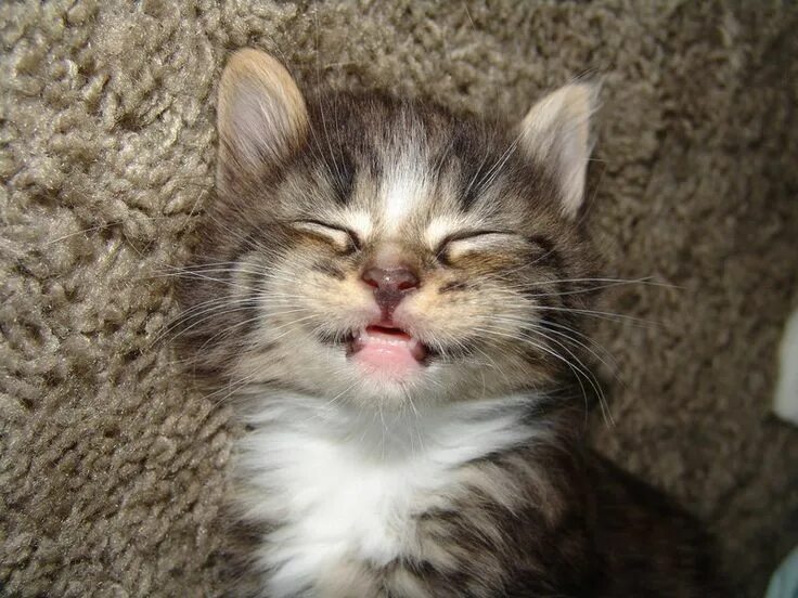 Кот улыбается фото Kitten Smile by CatStock on deviantART Kittens cutest, Cute animals, Cute cats
