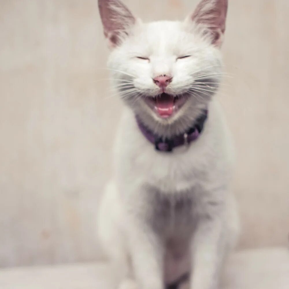 Кот улыбается фото one of my cats, a femail white cat smiling at me when I p. Flickr