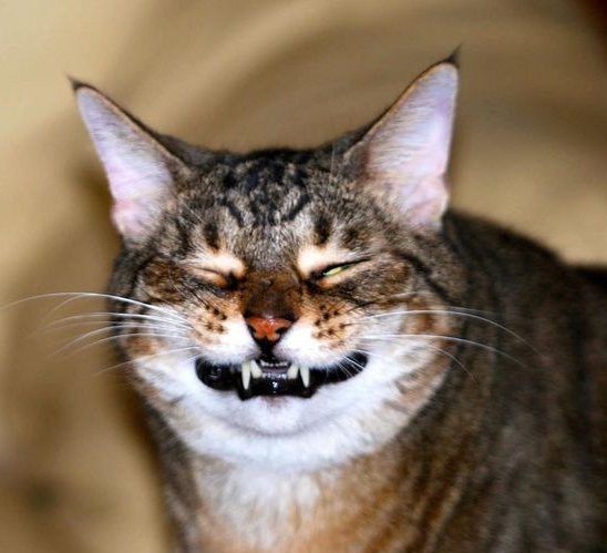 Кот улыбается фото Try not to smile while looking at these adorably hilarious smiling cats (Gallery