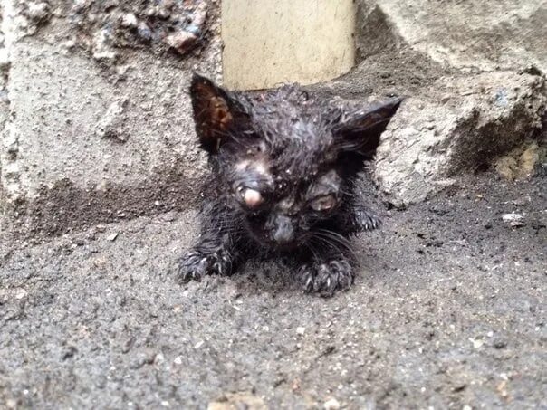 Кот умер фото Save and preserve? From the sky, which day, poured ice rain... But neither the i