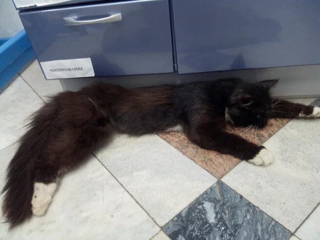 Кот умер фото На Уралмаше кот застрял в щели окна и умер, 17 июня 2022 года - 17 июня 2022 - Е