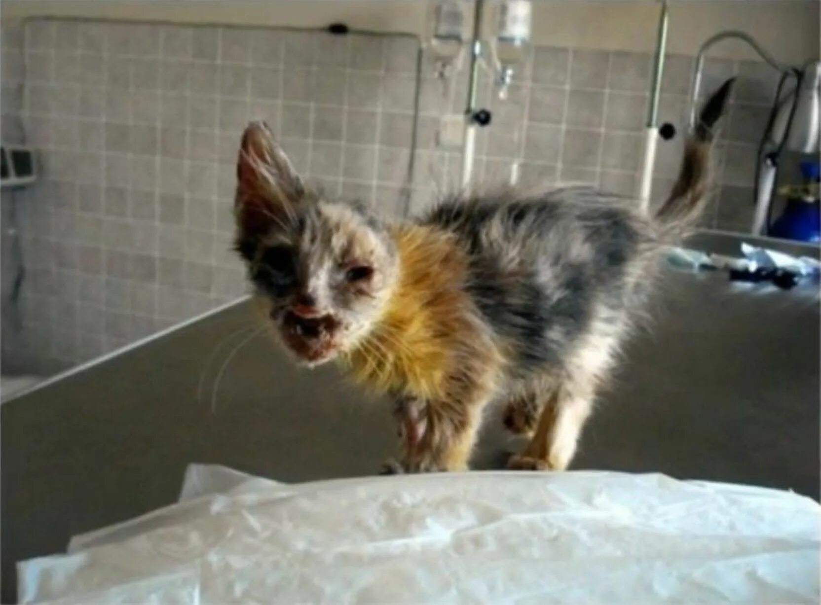 Кот умер фото Disfigured kitten's incredible transformation - World News - Mirror Online