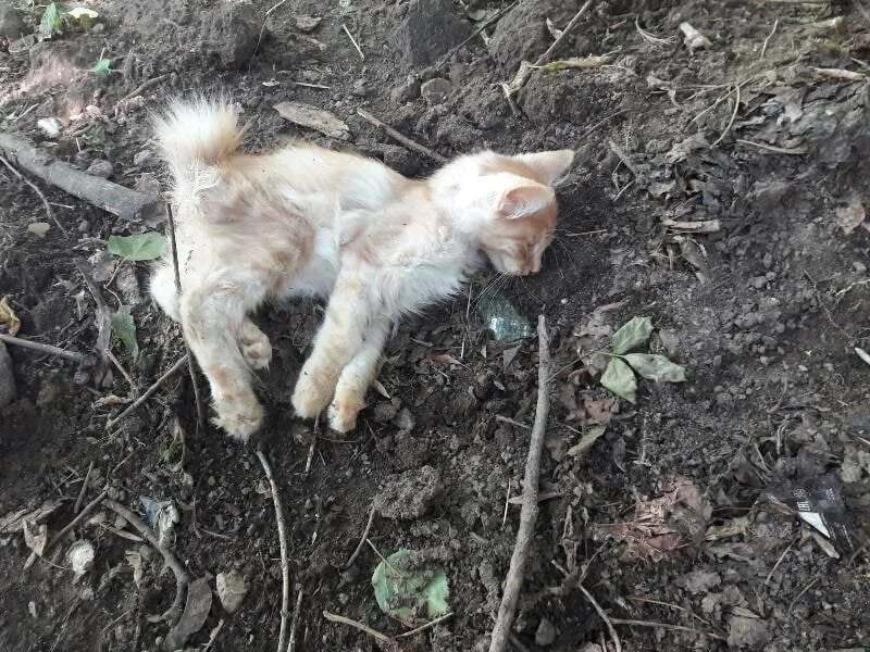 Кот умер фото В Ташкенте пожаловались на травлю уличных кошек: хокимият трупов животных не наш