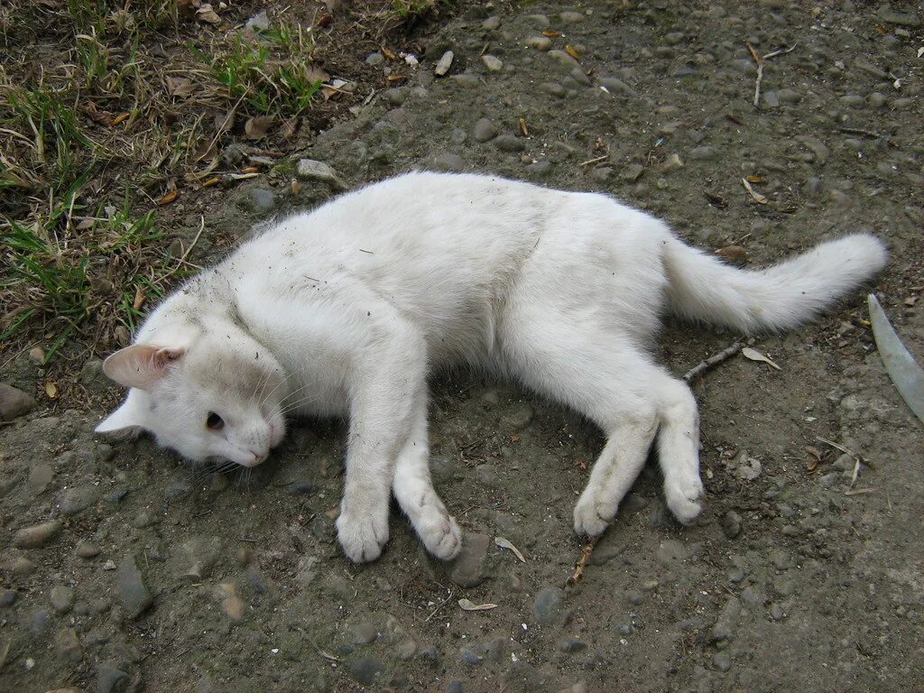 Кот умер фото dead kitty under window today i found my kitty dead under . Flickr