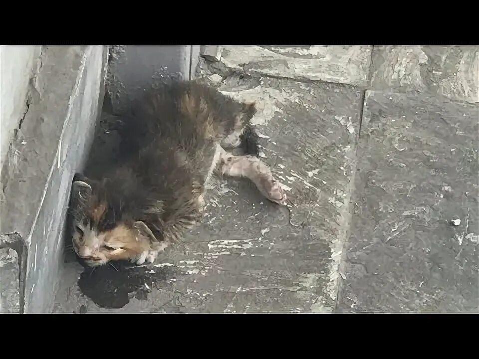 Кот умер фото Наши пушистые друзья! Серия 597 (Сезон 1, 2021) смотреть онлайн в хорошем качест