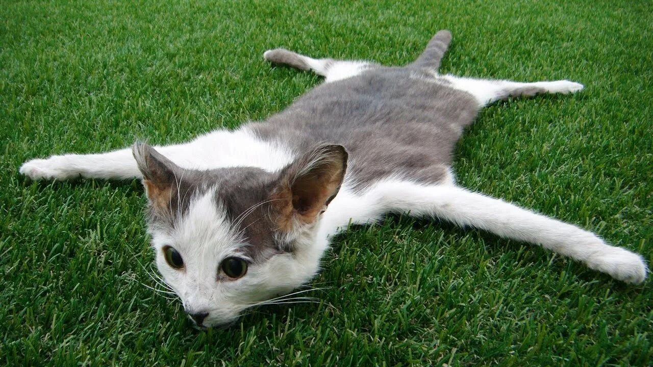 Кот умер фото What if All The Cats Suddenly Died? - YouTube