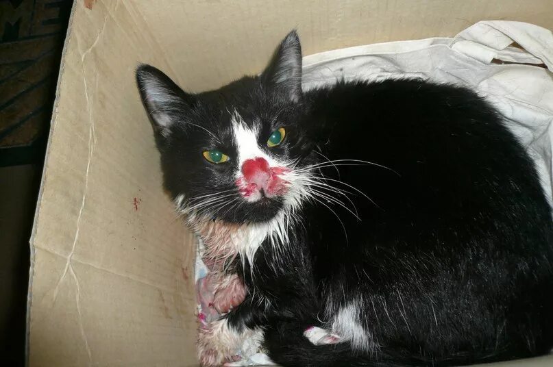 Кот умер фото В Калининграде собирают деньги на операцию кошке, которую хозяйка бросила умират