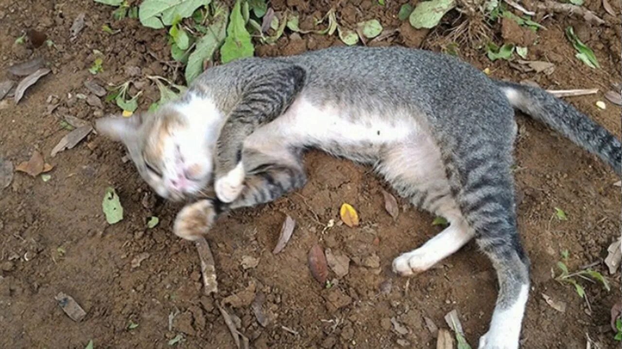 Кот умер фото Heartbroken Cat Has Spent 1 Year By Her Dead Owner’s Grave - YouTube
