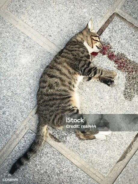 Кот умер фото Мертвый Cat - стоковые фотографии и другие картинки Болезнь - Болезнь, Домашняя 