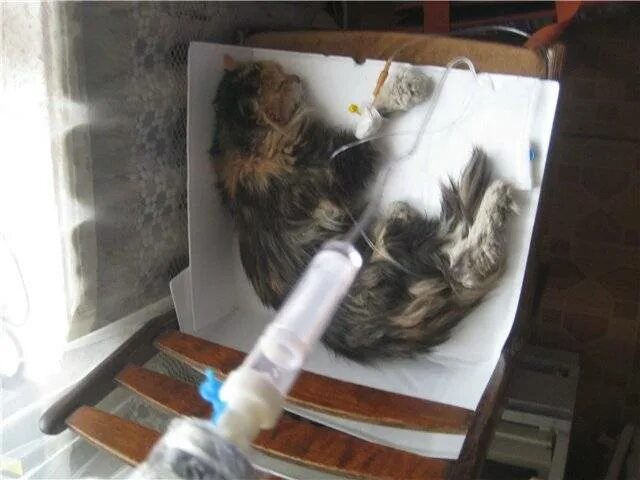 Кот умер фото Что случилось с котом твиксом: найдено 14 картинок
