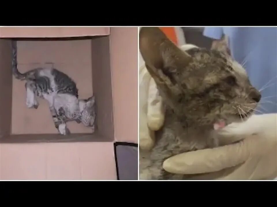 Кот умер фото Девушка нашла на пороге котёнка ,который был на волоске от смерти ... - YouTube