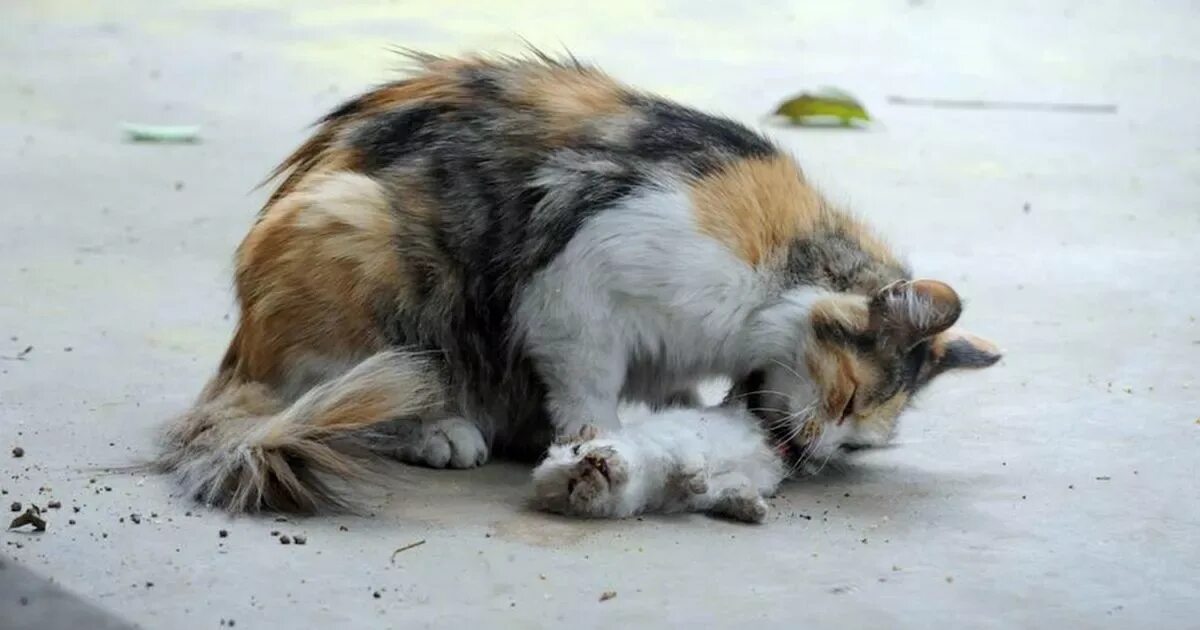 Кот умер фото Heartbreaking pictures of mother cat trying to revive her dead kittens after the