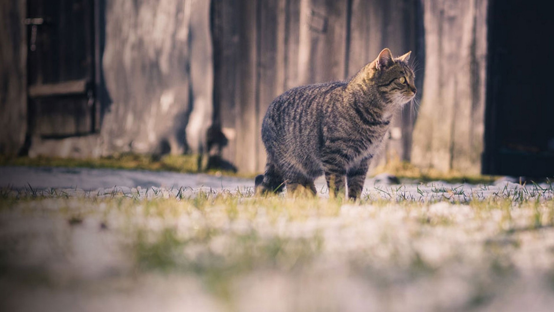 Кот ушел фото Lost Cat - What to do if your cat goes missing Cats Protection