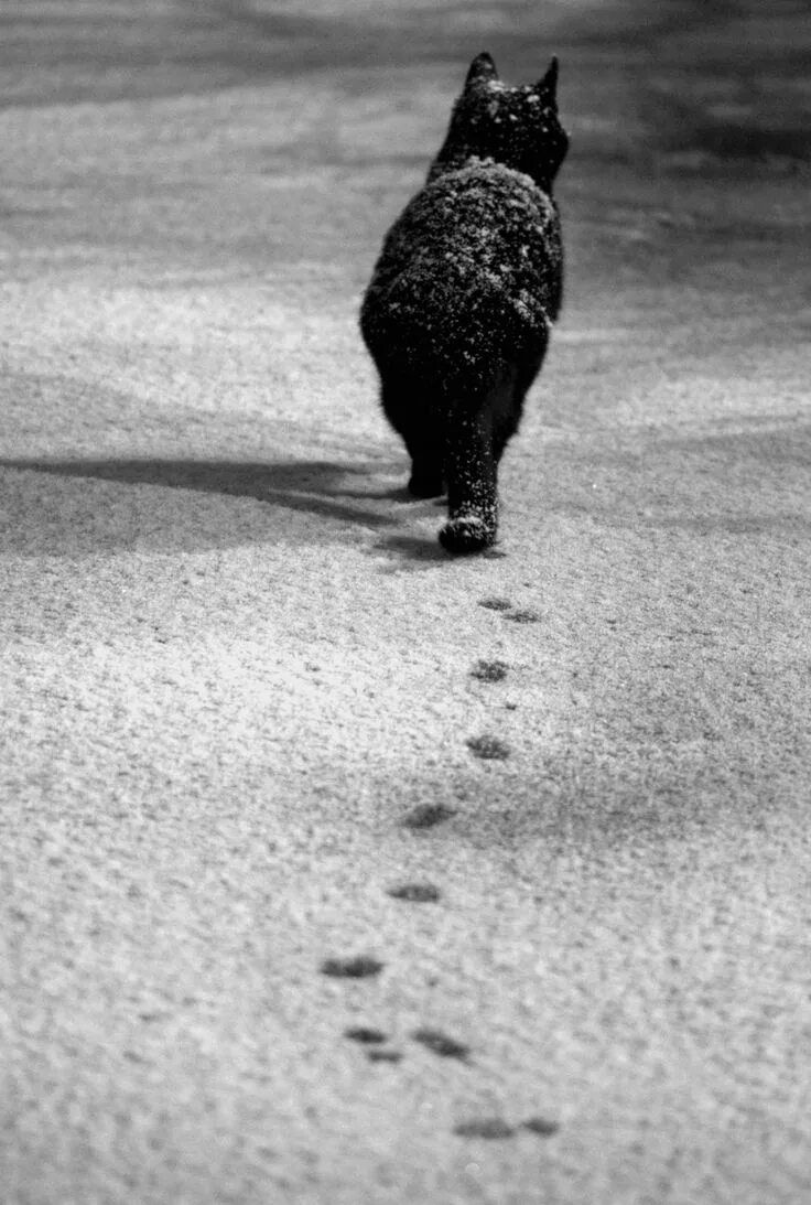 Кот ушел фото fragments of broken dreams . . Black cat, Pets cats, Cats