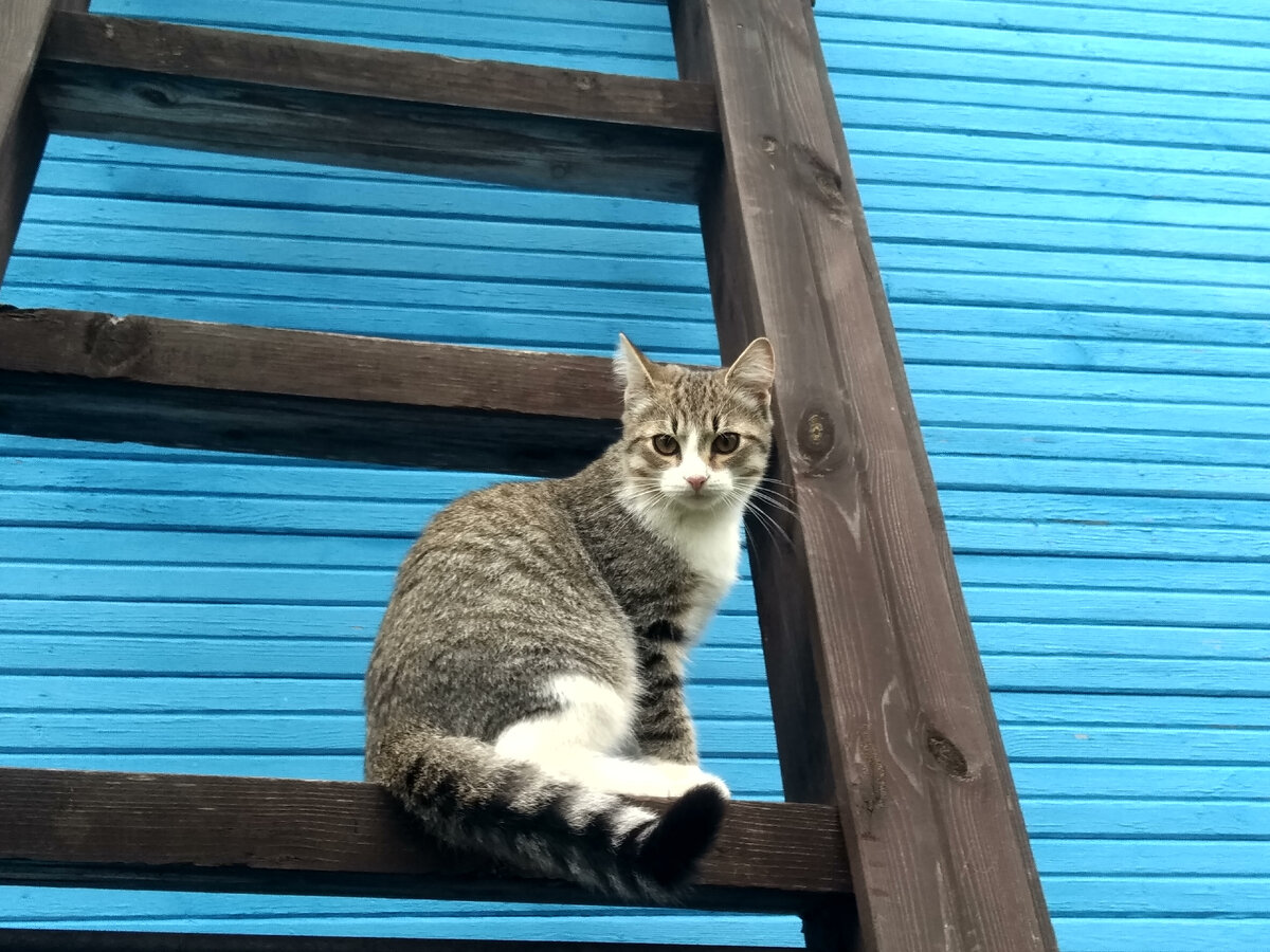 Кот ушел фото Кот, который ходил сам по себе. Немного мистики. ПРИШЁЛ И ГОВОРЮ Дзен