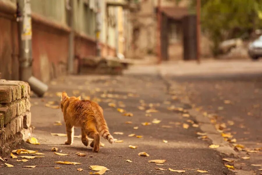 Кот ушел фото О рыжем коте замолвите слово... kitty house Дзен