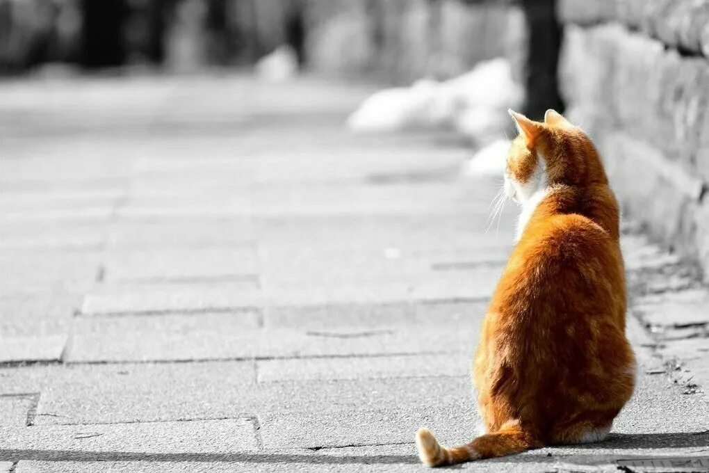 Кот ушел фото Гороскоп на 26 сентября: вам точно нужна эта правда? - МК Барнаул