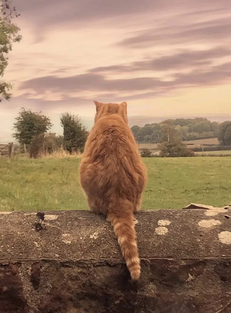 Кот ушел фото onceuponagingercat: "Toby " Beautiful cats, Orange tabby cats, Cute cats