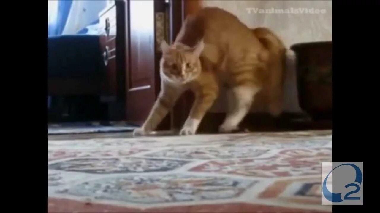 Кот ушел фото Los gatos mas locos Crazy Cat - YouTube