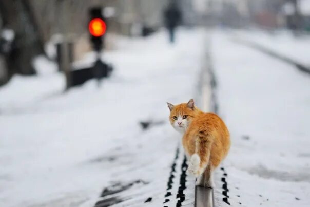 Кот ушел фото Ушедший Год Кота или Монорэльсовый Котэ!)). Фотография из альбома Животные/Насек