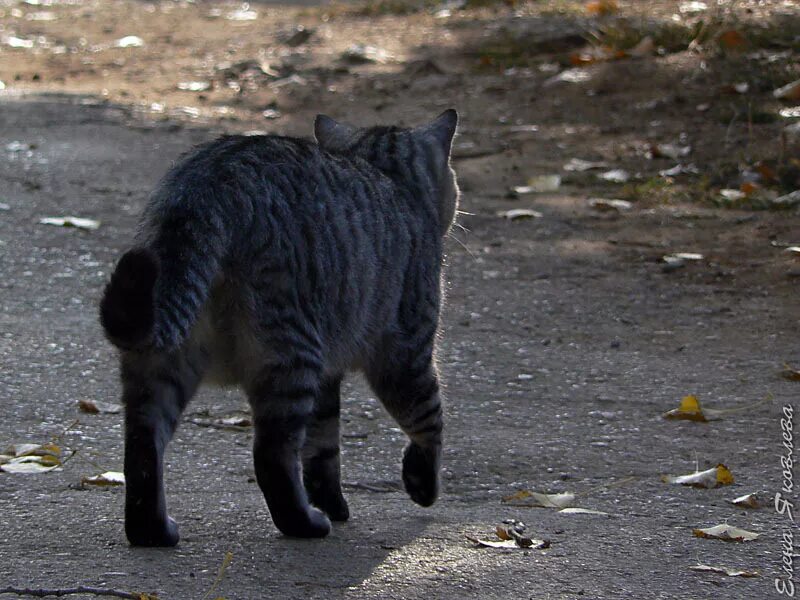 Кот ушел фото про кота, уходящего вдаль - Ленкина нетленка - LiveJournal