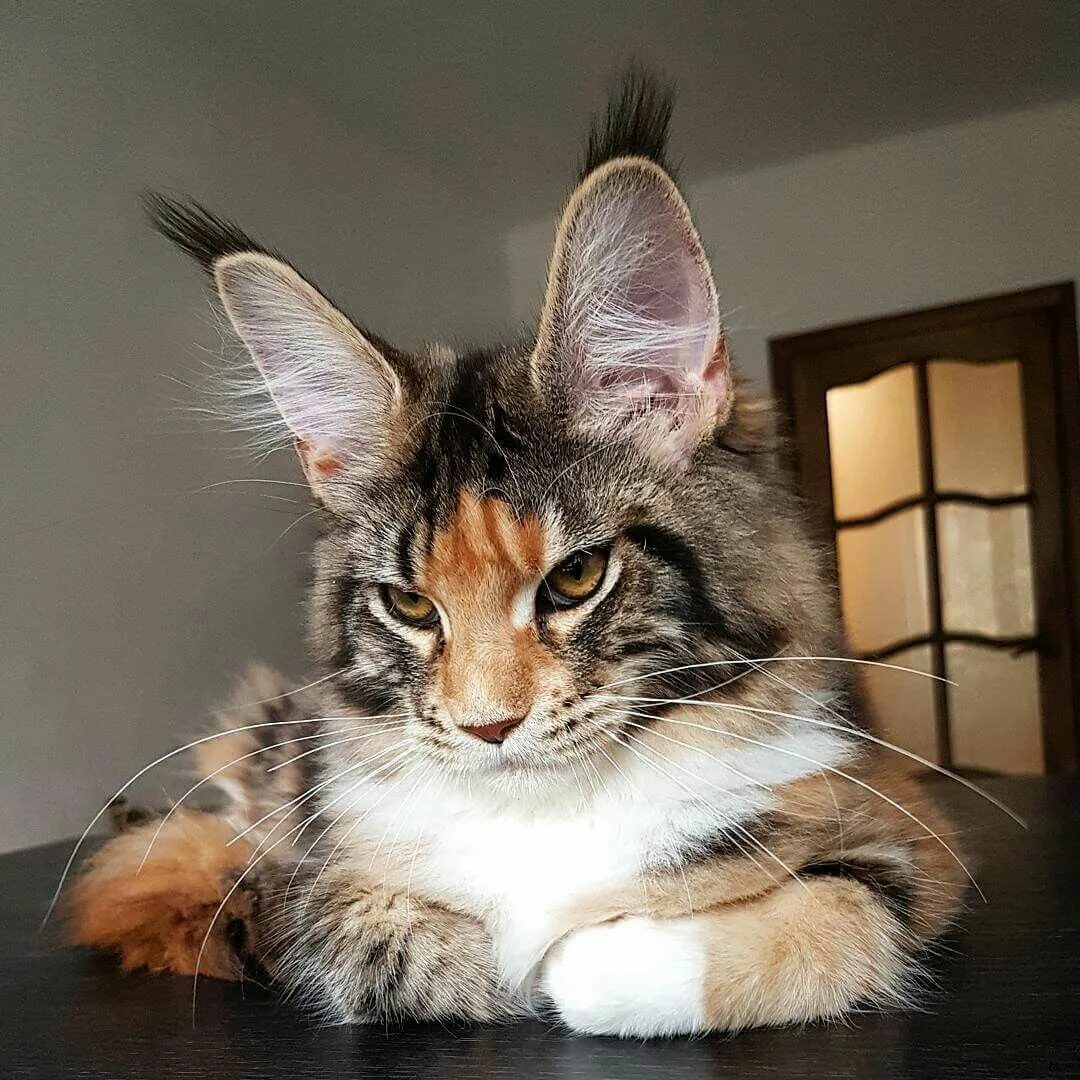 Кот уши с кисточками фото Pin on Cats