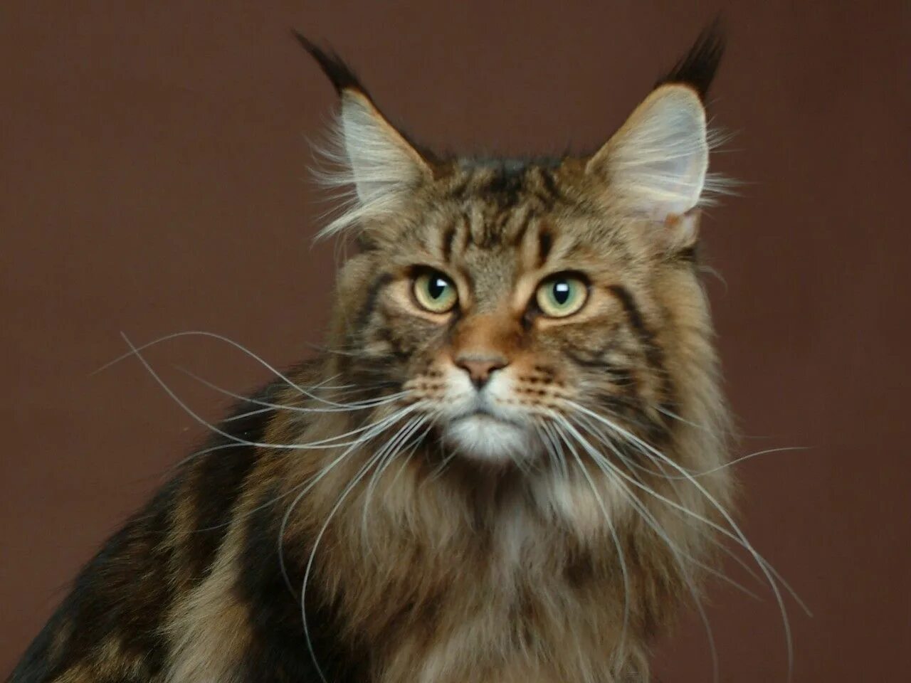Кот уши с кисточками фото Pin on here kitty, kitty.